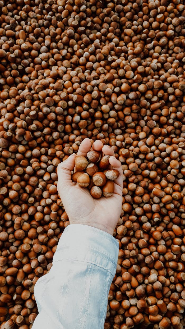 A hand holding a handful of hazelnuts against a pile, showcasing brown tones and texture.